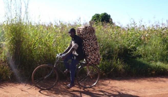 Holztransport mit dem Hauptverkehrsmittel Fahrrad.