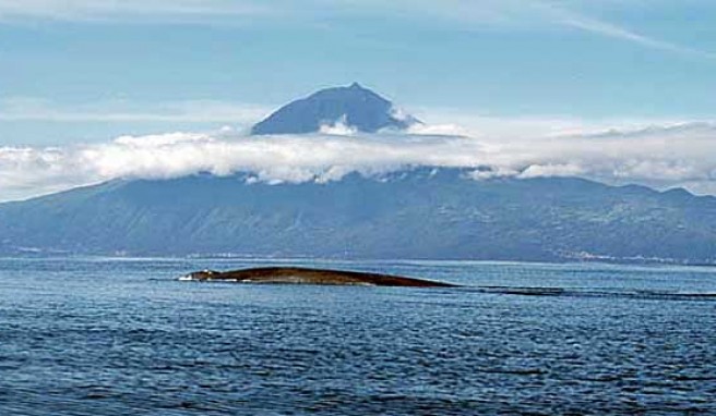 Botstouren zur Walbeobachtung auf den Azoren, Portugal