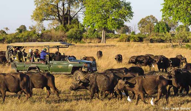 Naturparadiese Botswanas  Afrikas wilde Natur ist nirgendwo besser