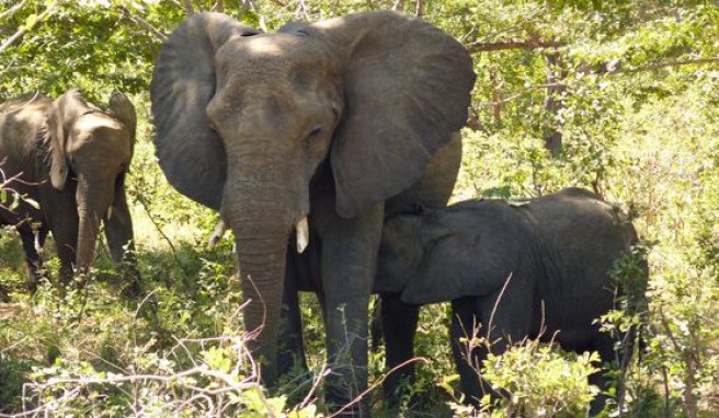 Elefanten im Nationalpark River Chobe in Botswana