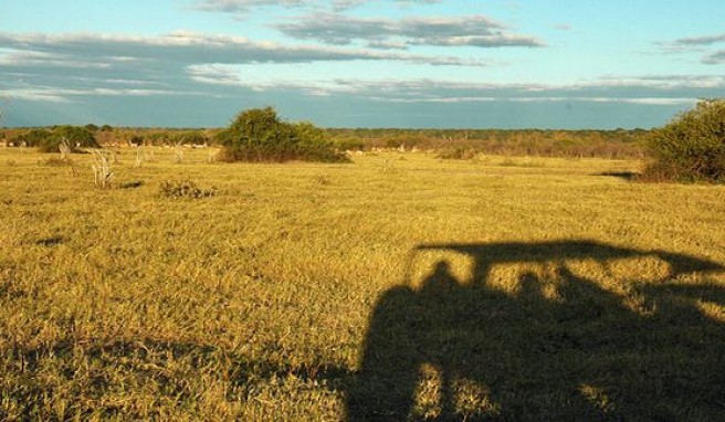 Auf Safari in Botswana, Afrika