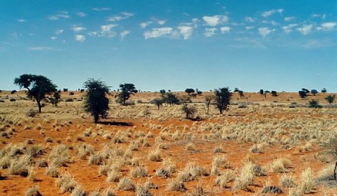 Auf Safari unterwegs in der Halbwüste Kalahari in Botswana