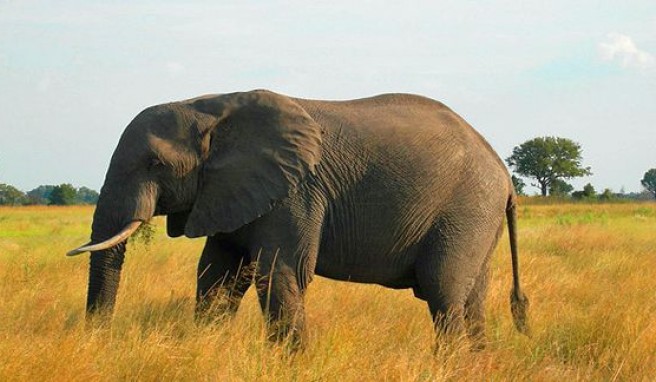 Safari-Erlebnis und Großtierbeobachtung in Botswana