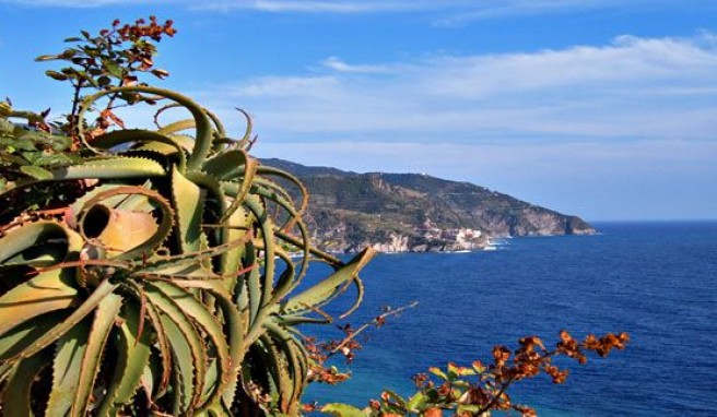 Cinque Terre, eines der schönsten Stücke italienischer Küstenlandschaft##Foto: Wikimedia Commons, Markus Bernet Cinque Terre, eines der schönsten Stücke italienischer Küstenlandschaft