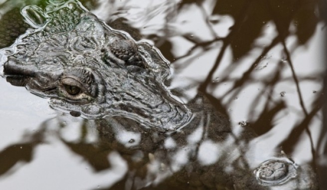 Abenteuer Regenwald auf Reisen in Costa Rica: Krokodile beobachten im Nationalpark.