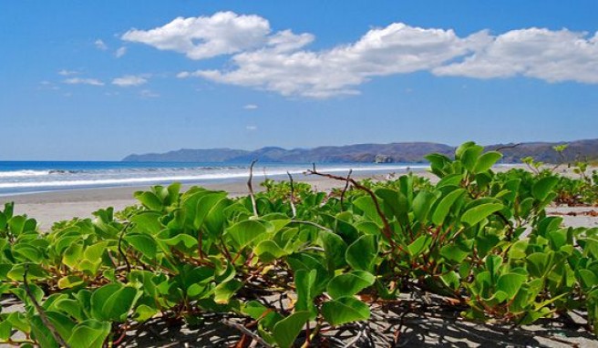 Reisen zu den Naturparks von Costa Rica: Einsame Strände, Schildkröten, Krokodile und Vulkane.