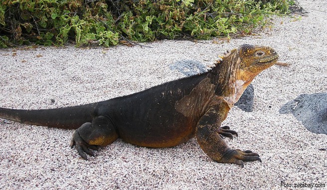 Ein Leguan wärmt sich in der Sonne