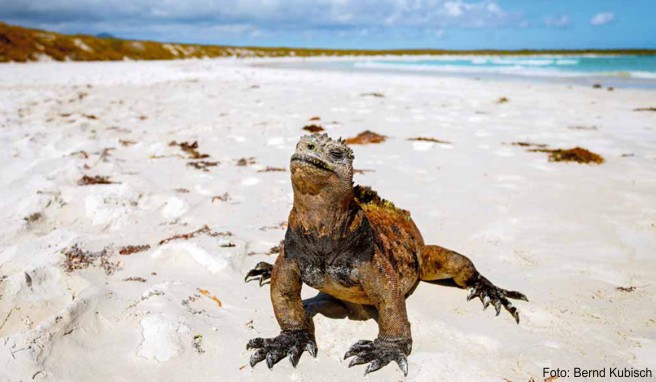 Galapagos-Reisen  Urlaub auf den Inseln der zutraulichen Tiere