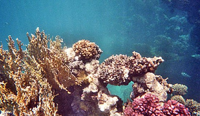 Süd-Ägypten und die Unterwasserwelt des Roten Meers sind ein Paradies für Taucher