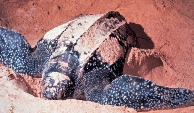 Die blauen, auch Lederschildkröten genannten Luth-Meeresschildkröten bei der Eiablage in Französisch Guyana