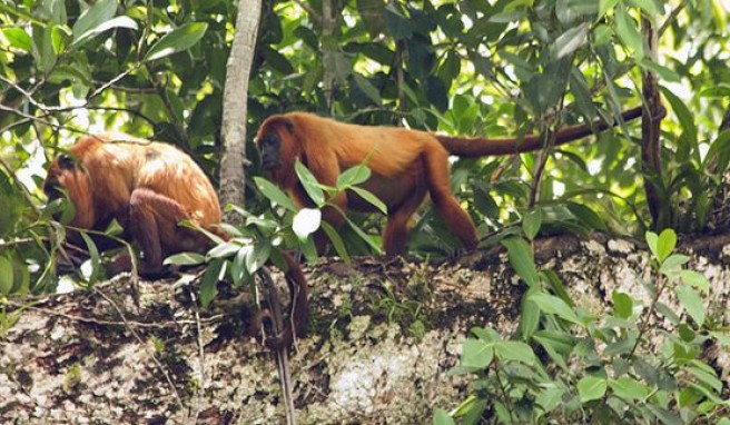 Dschungelleben in Französisch Guyana