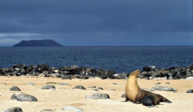 Die Galapagosinseln in Ecuador sind wahre Tierparadiese