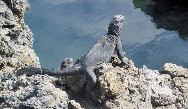 Marine Iguanas auf Isabela, ein Tierparadies auf Galapagos,Ecuador