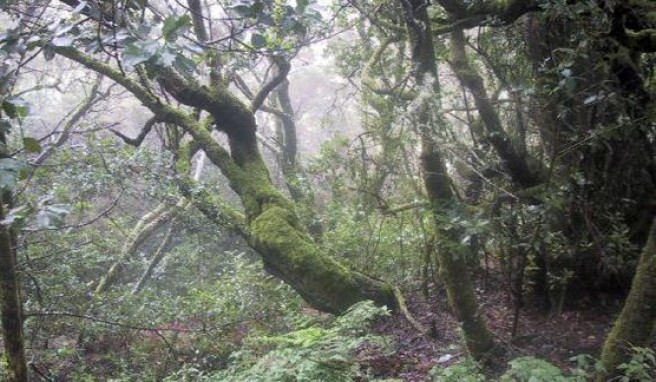 Unterwegs im Nebelwald des Nationalparks Garajonay auf der Kanareninsel La Gomera, Spanien