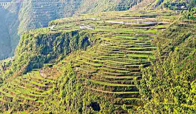 Grünes Land: Terrassenfelder in der Provinz Guizhou, China