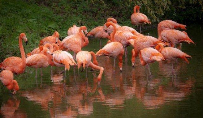 Naturparadies Yucatan, Flamingos bei Holbox, Mexiko