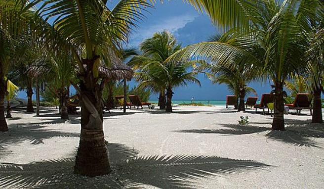 Palmen, Strand und Sonne satt auf Reisen nach Holbox auf Yucatan in Mexiko