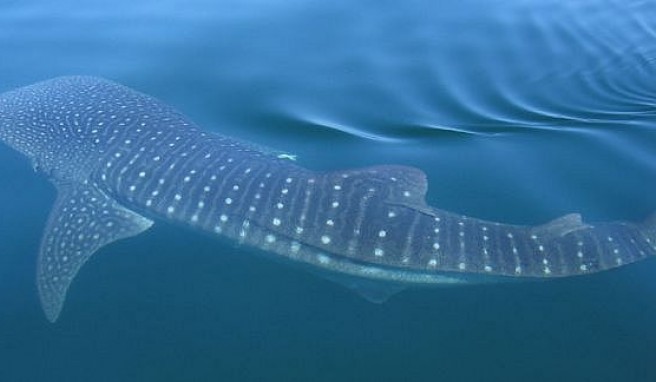 Whalewatching und Walhaie bei Holbox in Mexiko beobachten