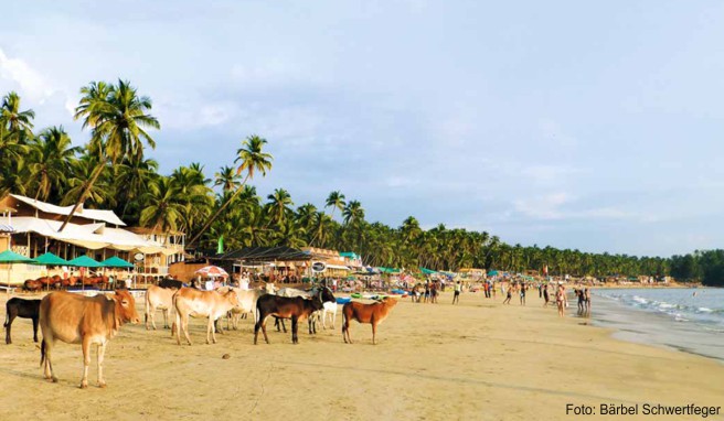 Palolem ist einer der schönsten Strände Indiens und entsprechend beliebt – nicht nur bei Urlaubern, sondern auch bei den heiligen Kühen