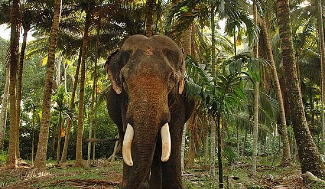 Dschungelabenteuer auf den Andamanen, Indien