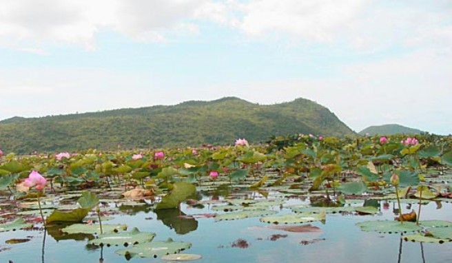 Rundreisen in ursprüngliche Landschaften wie zum Lotussee Kamping Puy bei Battambang, Kambodscha