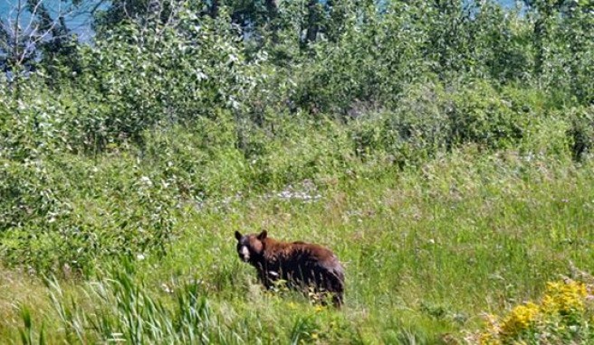 Bär im Banff Nationalpark, Kanada