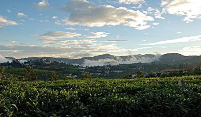 Nilgiris Die Blauen Berge von Kerala##Foto: Flickr.com, parentless_org Nilgiris Die Blauen Berge von Kerala