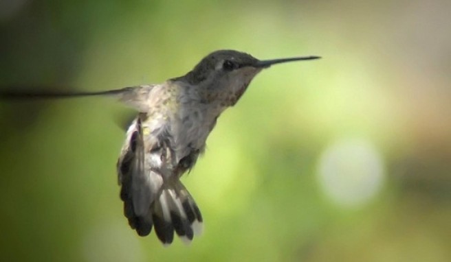Insbesondere die Bucht von Kalloni ist bei Vogelbeobachtern beliebt.##Foto: flickr.com wolfpix Insbesondere die Bucht von Kalloni ist bei Vogelbeobachtern beliebt.