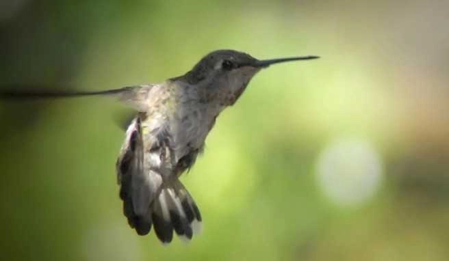 Insbesondere die Bucht von Kalloni ist bei Vogelbeobachtern beliebt.