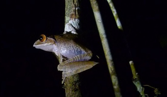 Ein Baumfrosch im Nationalpark Analamazaotra