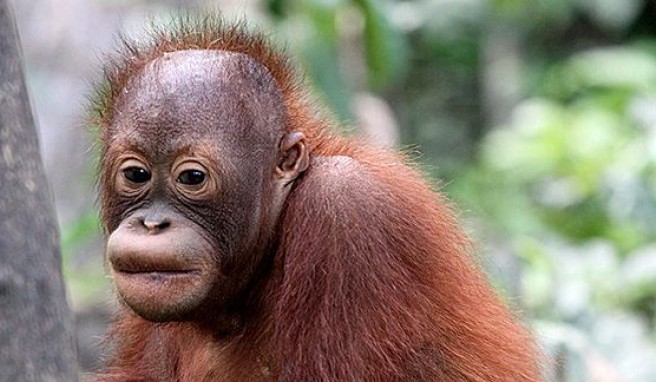 Orang Utans, die sanften Riesen in Malaysia