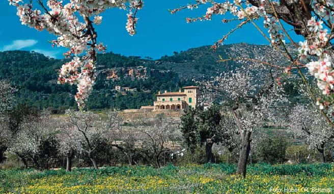 Blühende Mandelbäume bei einer Finca unweit von Andratx