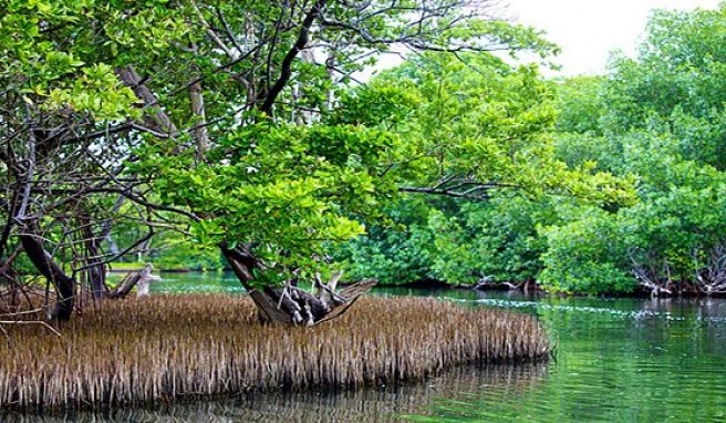 Mangrovengebiet La Restinga auf der Isla Margerita, Venezuela