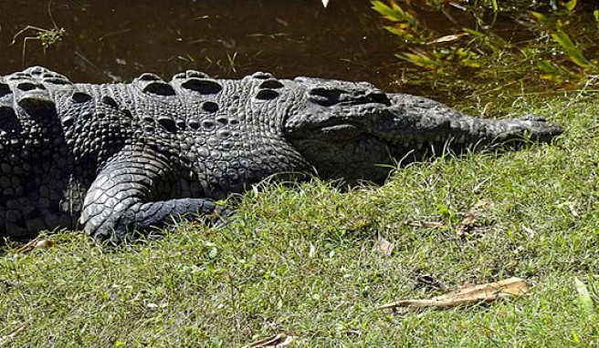 Friedliche Fkußkrokodile in der Lagune von La Ventanilla, Mexiko