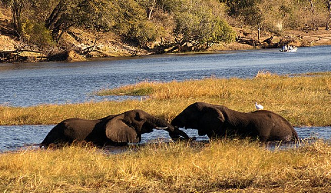 Abstecher zur Fortosafari, Elefanten im Chobe National Park in Botswana