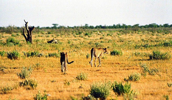 Geparden in Nambibias Nationalparks beobachten