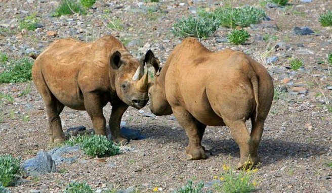 Rhino-Projekte in Namibia beobachten