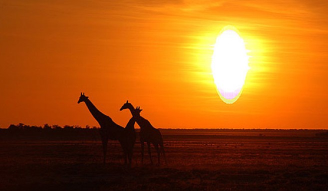 Safari-Paradies Etosha Nationalpark, Namibia