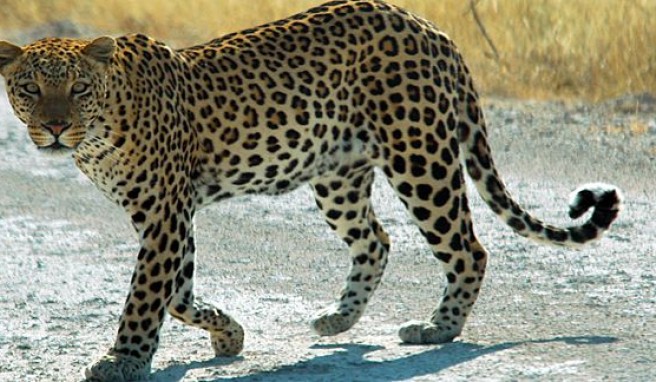Beim Geparden- und Leopardenschutzprogramm in Namibia mithelfen