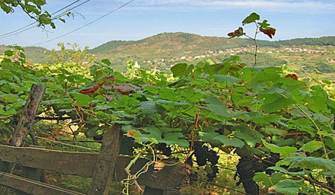 Reisen in Portugals Norden im Land des Vinho Verde