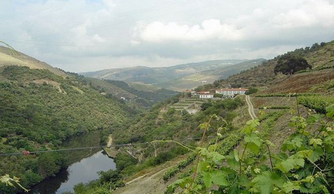 Weinverkostungen in der Weinanbauregion am Duoro, Portugal