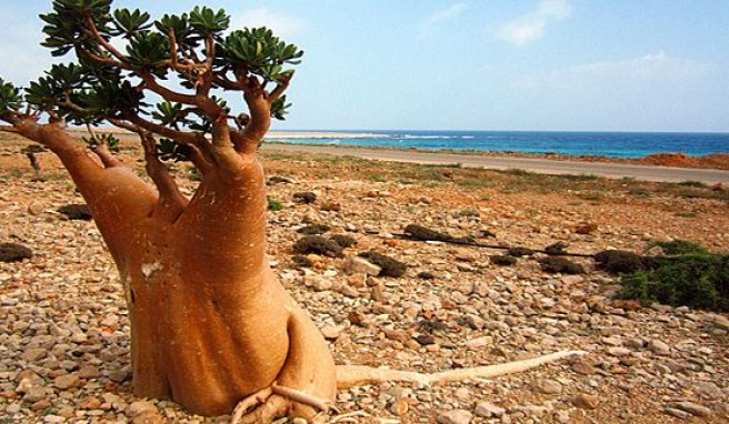 Sokotra in Jemen ist ein Naturparadies, die Wüstenrose nur ein Naturschatz von vielen