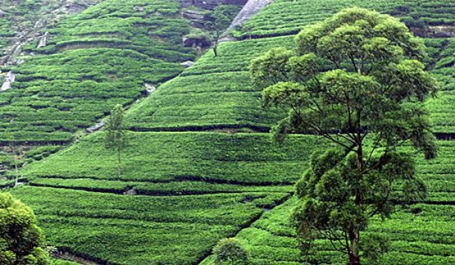 Teeplantagen auf Sri Lanka dem alten Ceylon