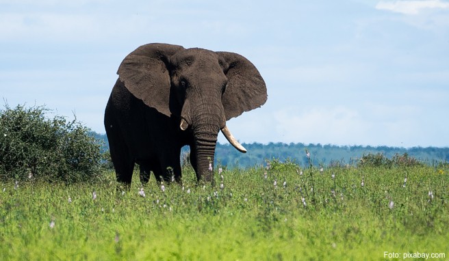 Reise-Planung Südafrika  Im Kruger-Nationalpark ist was los im Busch