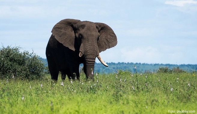 Es ist immer etwas Besonderes, einen Elefanten in Freiheit zu beobachten