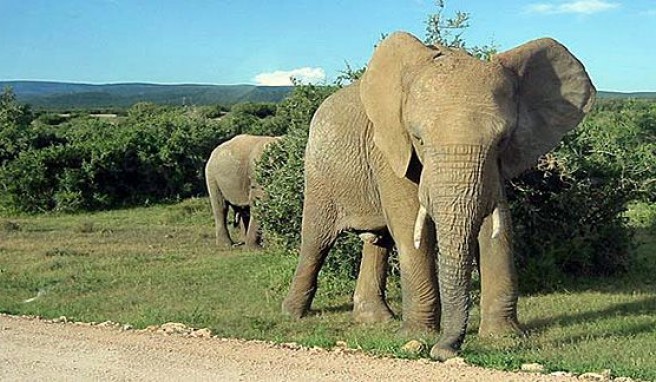 Im Safariland Südafrika die „Big Five“ hautnah erleben