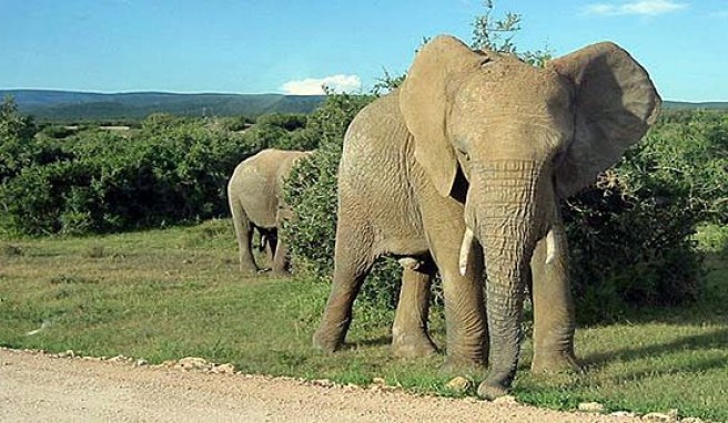 Safari-Südafrika  Südafrika - Safarifieber und Diamantenrausch