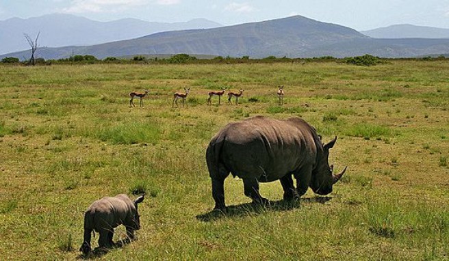 Rendevouz mit den Big Five in den Nationalparks von Südafrika