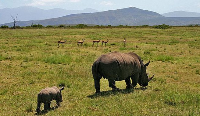 Rendevouz mit den Big Five in den Nationalparks von Südafrika##Foto: Flickr.com, abnat Rendevouz mit den Big Five in den Nationalparks von Südafrika