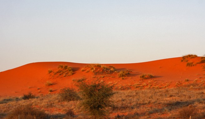 In Südafrika auf Safari gehen in den Roten Dünen des Kgalagadi Nationalparks.##Foto: Wikimedia Commons Bougnat87 In Südafrika auf Safari gehen in den Roten Dünen des Kgalagadi Nationalparks